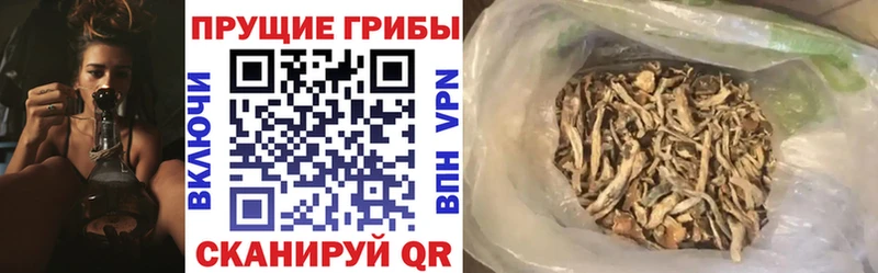 Псилоцибиновые грибы Psilocybine cubensis  Горбатов 